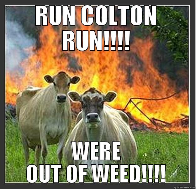 RUN COLTON RUN!!!! WERE OUT OF WEED!!!! Evil cows