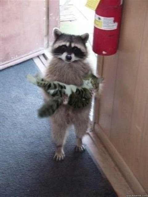   -    Raccoon cat hostage