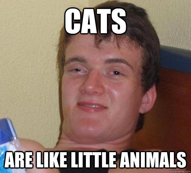 Cats are like little animals  10 Guy