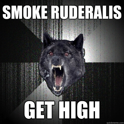 Smoke Ruderalis Get high  Insanity Wolf