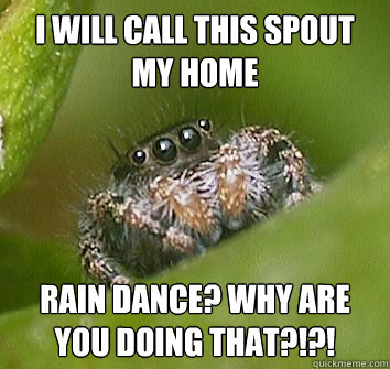 I will call this spout my home Rain dance? Why are you doing that?!?!   Misunderstood Spider