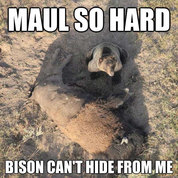 Maul So Hard Bison Can't Hide From Me - Maul So Hard Bison Can't Hide From Me  Behr Did Good