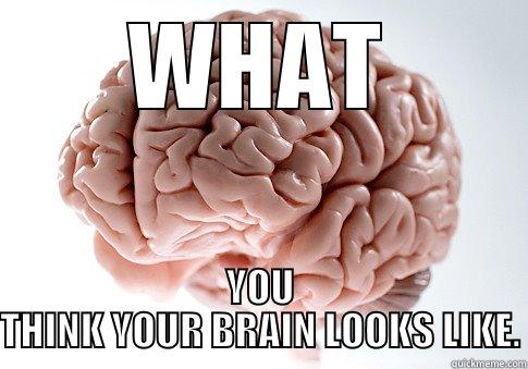 Only if you had a brain - WHAT YOU THINK YOUR BRAIN LOOKS LIKE. Scumbag Brain