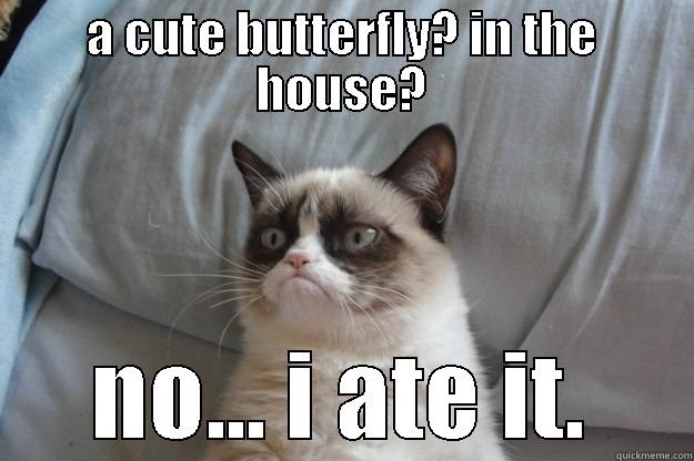 a cute butterfly? in th... - A CUTE BUTTERFLY? IN THE HOUSE? NO... I ATE IT. Grumpy Cat