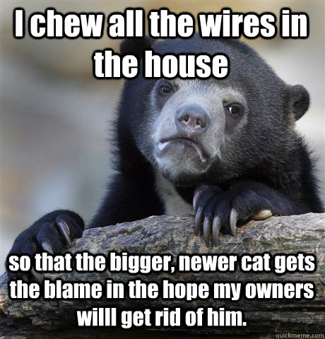 I chew all the wires in the house so that the bigger, newer cat gets the blame in the hope my owners willl get rid of him. - I chew all the wires in the house so that the bigger, newer cat gets the blame in the hope my owners willl get rid of him.  Confession Bear