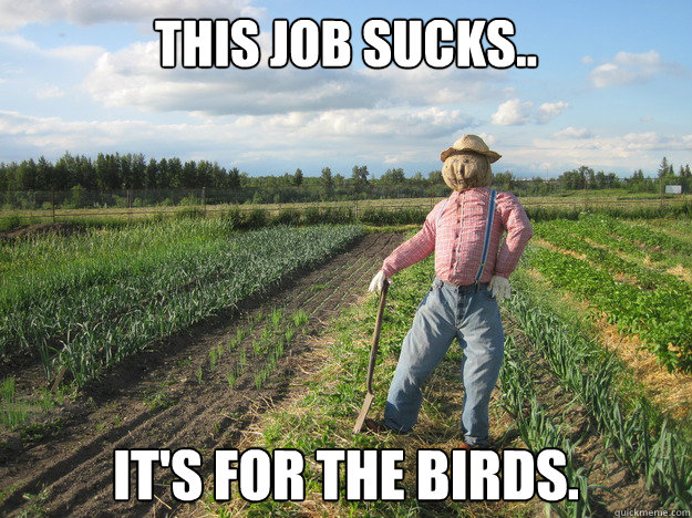 THIS JOB SUCKS.. IT'S FOR THE BIRDS.  Scarecrow