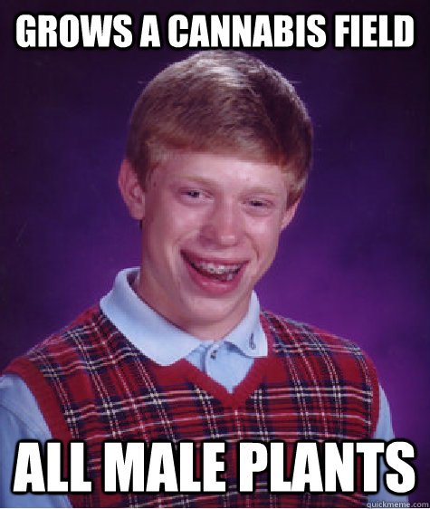 Grows a cannabis field all male plants  Bad Luck Brian