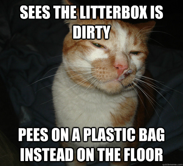 Sees the litterbox is dirty Pees on a plastic bag instead on the floor - Sees the litterbox is dirty Pees on a plastic bag instead on the floor  Cool Cat Craig