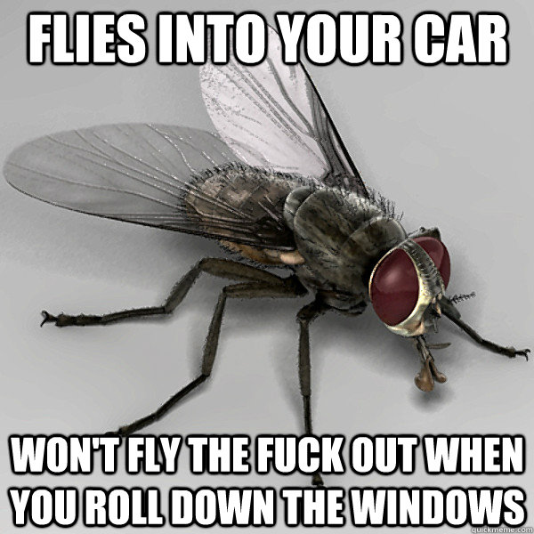 flies into your car won't fly the fuck out when you roll down the windows  