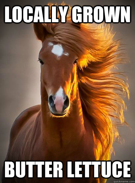 Locally grown Butter Lettuce  Ridiculously Photogenic Horse