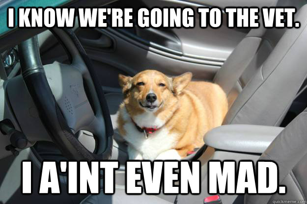 I know we're going to the vet. I a'int even mad. - I know we're going to the vet. I a'int even mad.  Stoned Car Dog