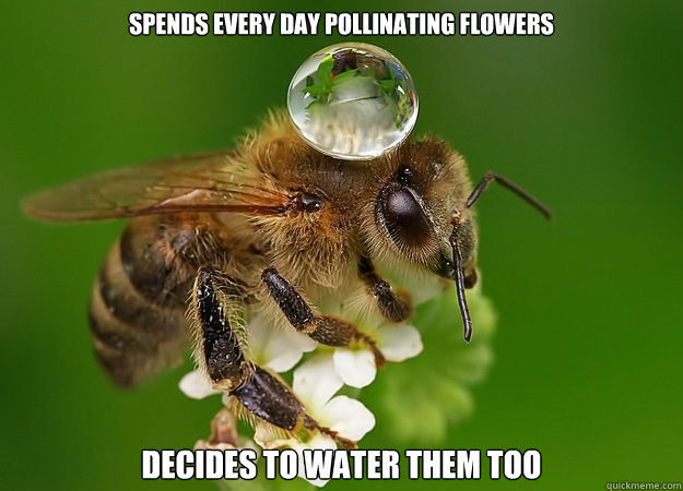 Spends every day pollinating flowers Decides to water them too - Spends every day pollinating flowers Decides to water them too  Good Guy Bee