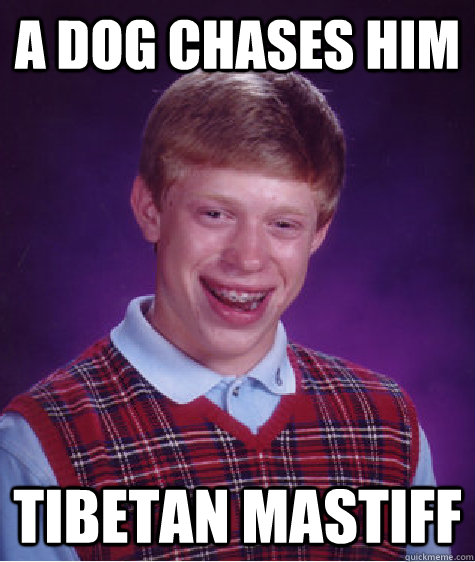 A Dog chases him tibetan mastiff  Bad Luck Brian