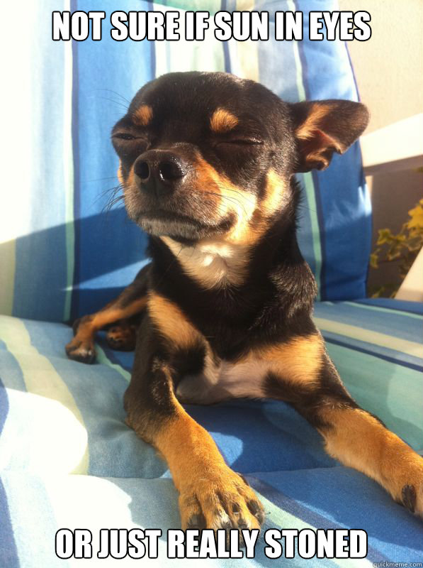 not sure if sun in eyes or just really stoned  Bedazzled Chihuahua