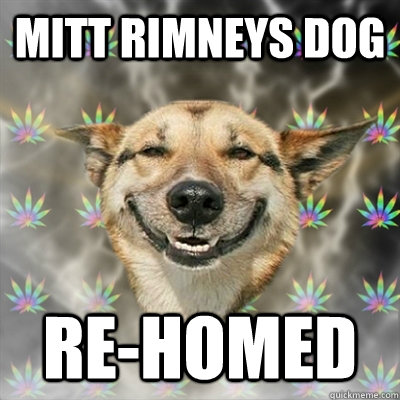 Mitt rimneys dog re-homed   Stoner Dog