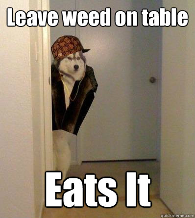 Leave weed on table Eats It  Scumbag dog