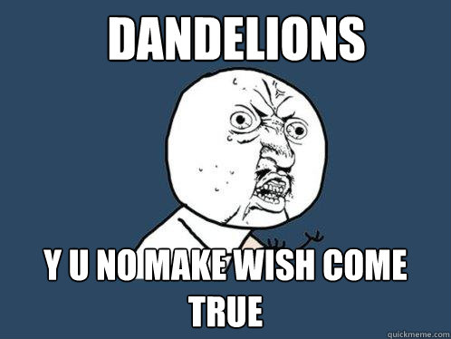 Dandelions y u no make wish come true - Dandelions y u no make wish come true  Y U No