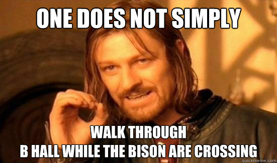 One Does Not Simply Walk through 
B hall while the bison are crossing  Boromir