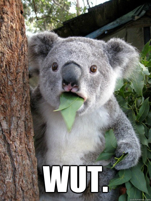 wut.   Surprised Koala