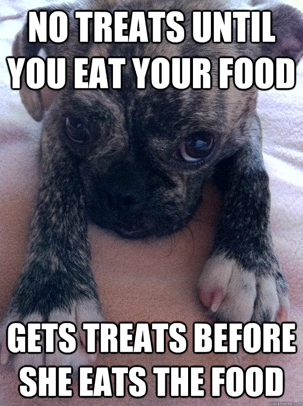 No treats until you eat your food Gets treats before she eats the food - No treats until you eat your food Gets treats before she eats the food  Adorable Puppy