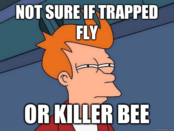 Not sure if trapped fly Or killer bee  Futurama Fry