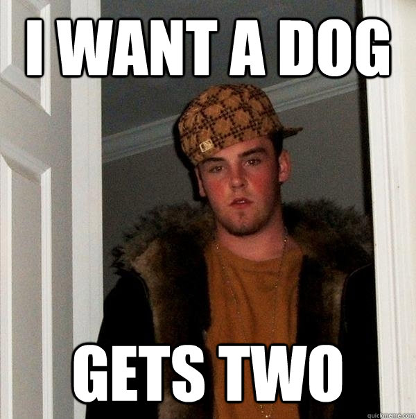 i want a dog gets two - i want a dog gets two  Scumbag Steve