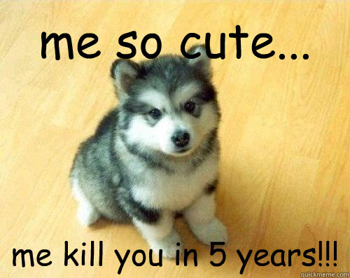 me so cute... me kill you in 5 years!!!  Baby Courage Wolf