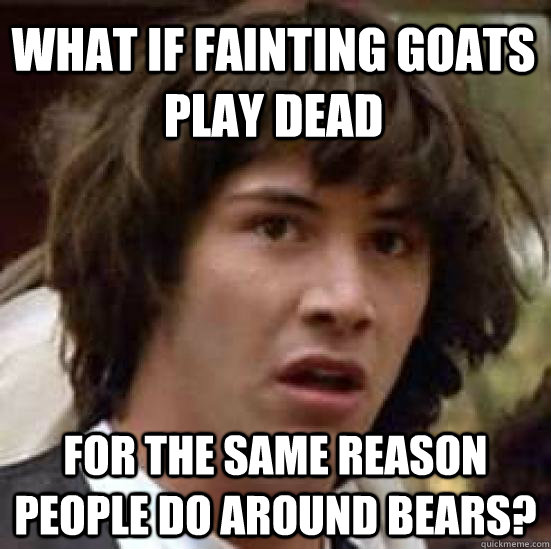 What if fainting goats play dead for the same reason people do around bears?  - What if fainting goats play dead for the same reason people do around bears?   conspiracy keanu
