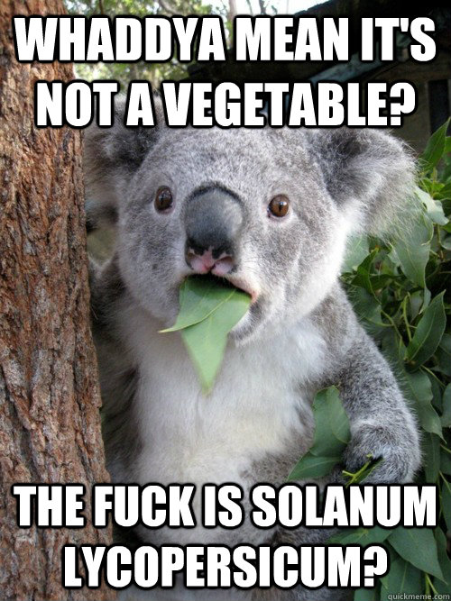 Whaddya mean it's not a vegetable? the fuck is Solanum lycopersicum? - Whaddya mean it's not a vegetable? the fuck is Solanum lycopersicum?  koala bear