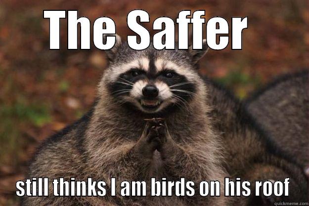 THE SAFFER  STILL THINKS I AM BIRDS ON HIS ROOF Evil Plotting Raccoon