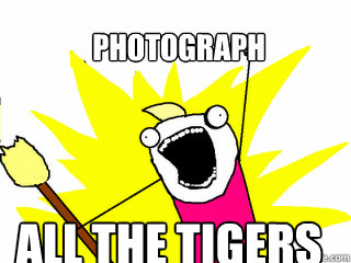 Photograph all the tigers  All The Things