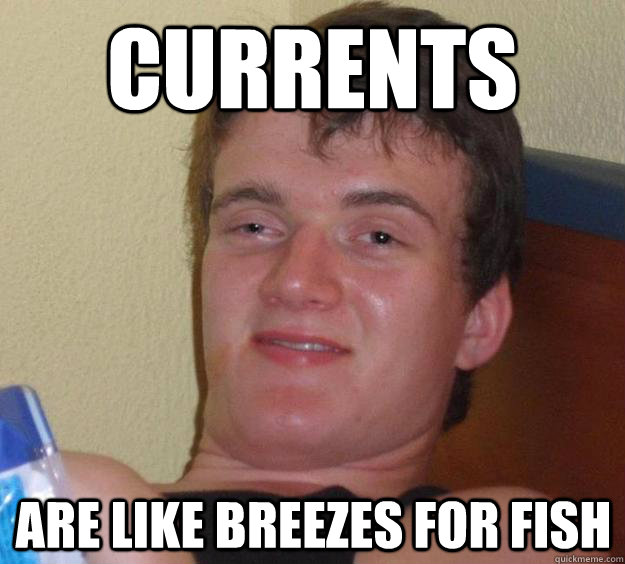 currents are like breezes for fish  10 Guy