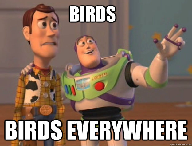 birds birds Everywhere - birds birds Everywhere  buzz