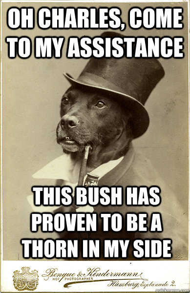 Oh charles, come to my assistance this bush has proven to be a thorn in my side - Oh charles, come to my assistance this bush has proven to be a thorn in my side  Old Money Dog