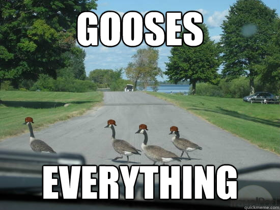 Gooses everything  Scumbag Geese