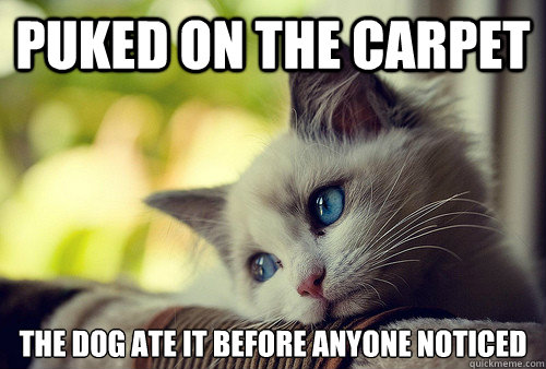 Puked on the carpet The dog ate it before anyone noticed - Puked on the carpet The dog ate it before anyone noticed  First World Problems Cat