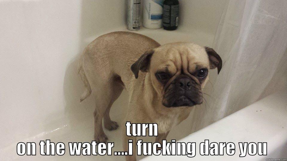 angry dog -  TURN ON THE WATER….I FUCKING DARE YOU Misc