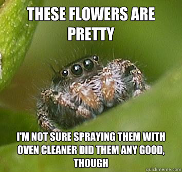 these flowers are pretty i'm not sure spraying them with oven cleaner did them any good, though  Misunderstood Spider