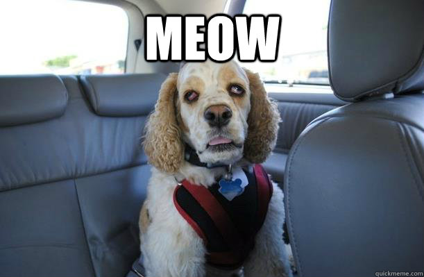 Meow   10 Dog