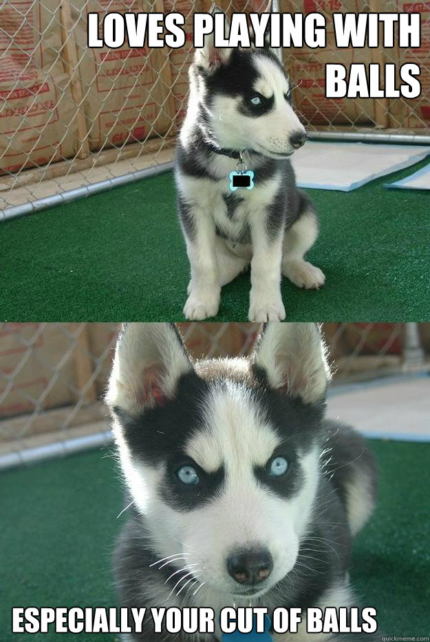 Loves playing with BALLS ESPECIALLY YOUR CUT OF BALLS  Insanity puppy