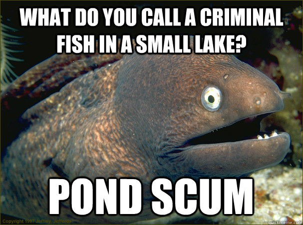 What do you call a criminal fish in a small lake? Pond Scum - What do you call a criminal fish in a small lake? Pond Scum  Bad Joke Eel