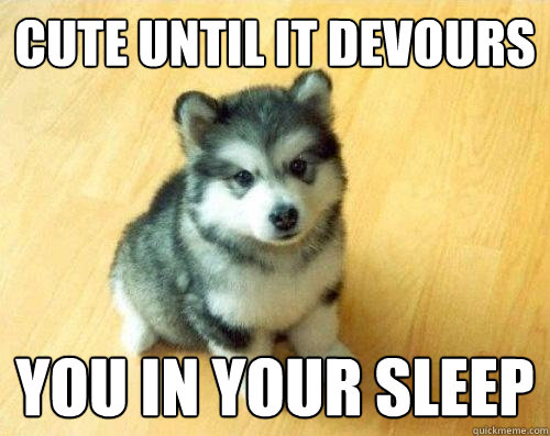 Cute until it devours you in your sleep  Baby Courage Wolf