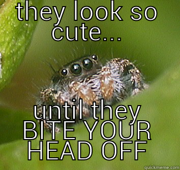 THEY LOOK SO CUTE... UNTIL THEY BITE YOUR HEAD OFF Misunderstood Spider