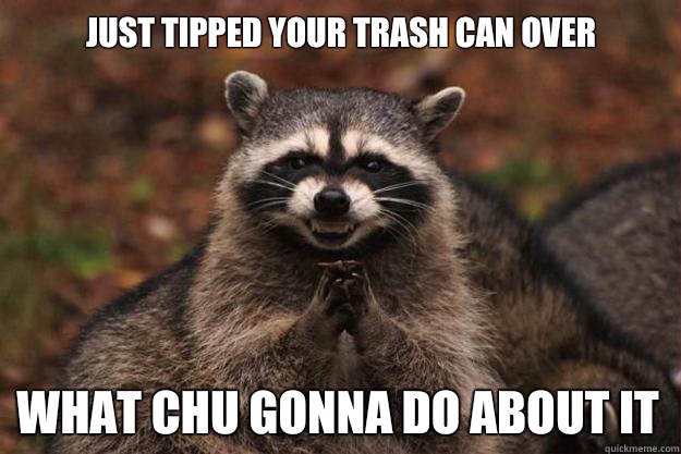 Just tipped your trash can over What chu gonna do about it  Evil Plotting Raccoon