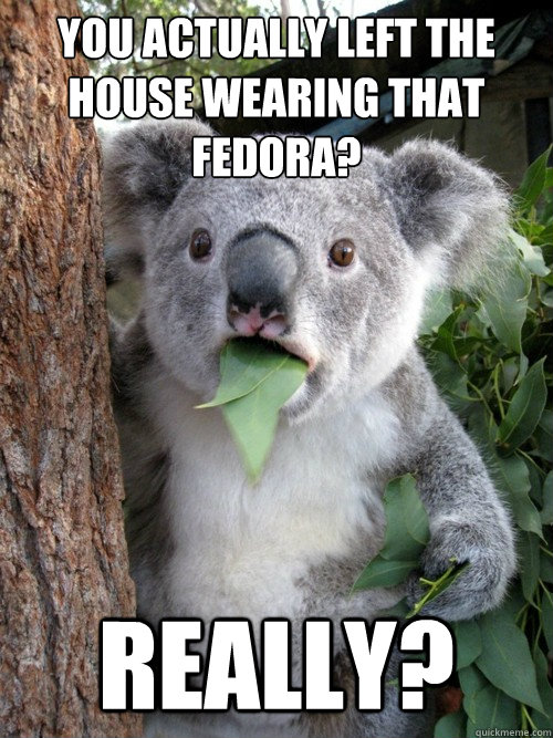 You actually left the house wearing that fedora? Really? - You actually left the house wearing that fedora? Really?  koala bear