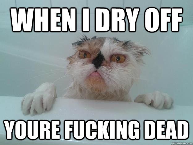 When I dry off youre fucking dead  Pissed off ugly cat