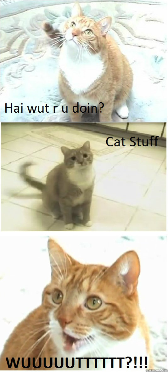   -    Im just a cat and im doin cat stuff