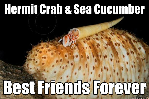 Hermit Crab & Sea Cucumber Best Friends Forever - Hermit Crab & Sea Cucumber Best Friends Forever  BFFS