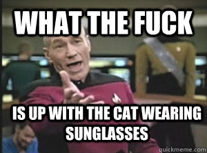 what the fuck  is up with the cat wearing sunglasses - what the fuck  is up with the cat wearing sunglasses  Annoyed Picard