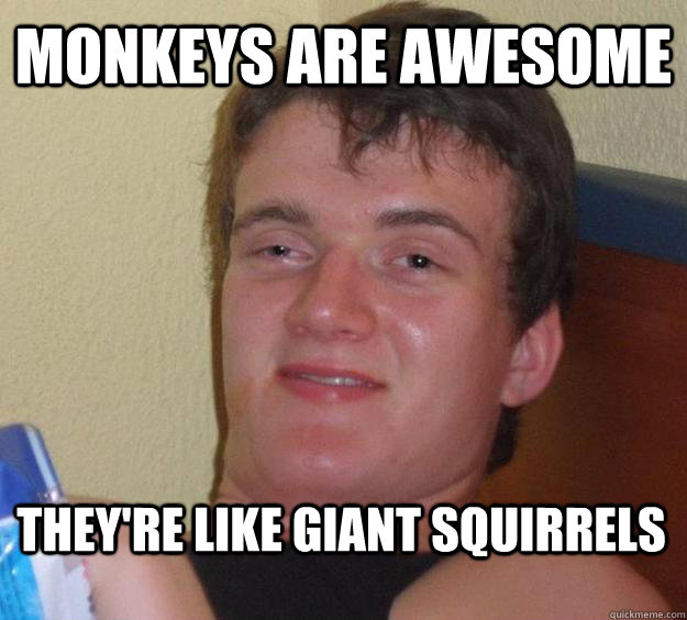 monkeys are awesome they're like giant squirrels  10 Guy